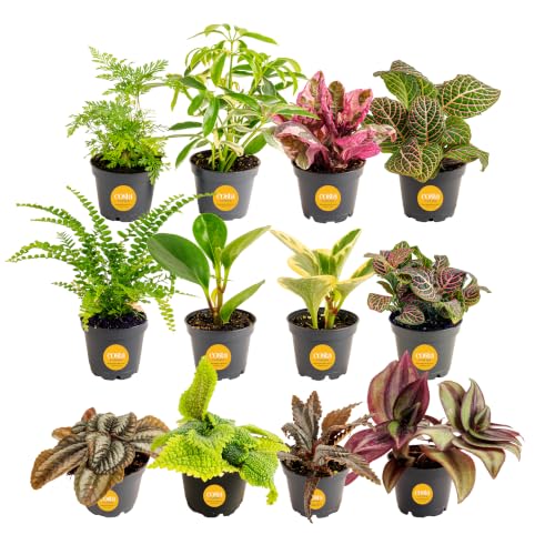 Image of Costa Farms Mini Live Indoor Houseplants (12-Pack), Starter Plants in Nursery Pots, Assorted Foliage Mix (Varieties May Vary), Bulk Tiny Plants for DIY Terrariums, Party Favors, and Home Office Decor