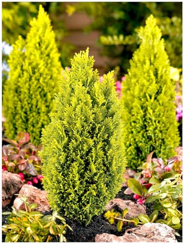 GrowOn Shrubs [x3] Dwarf Conifer Chamaecyparis Lawsoniana 'Ellwoods Gold' | Multi-Pack | Evergreen Shrubs | Outdoor Garden Ready Plants