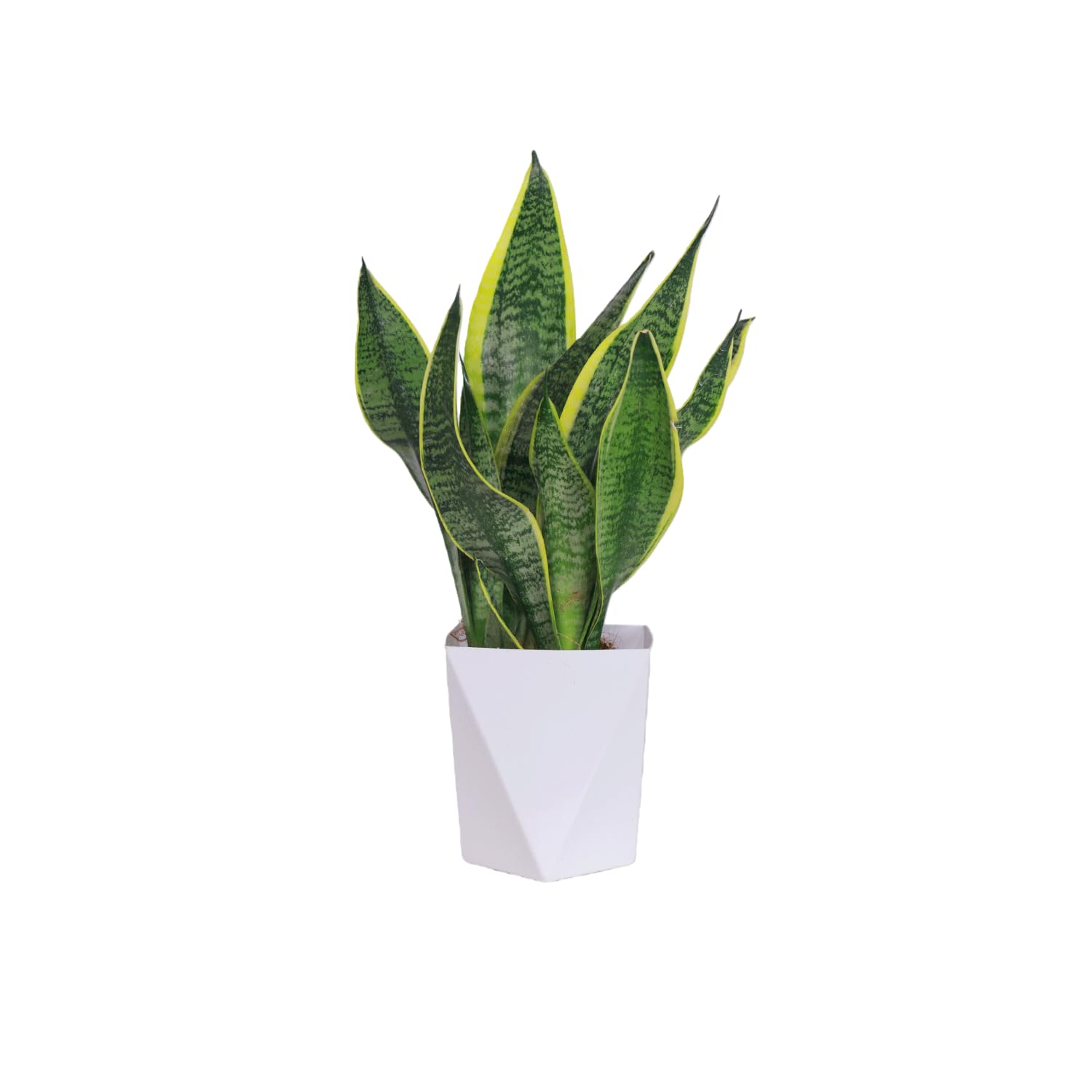 Snake Plant Live Indoor Plant, 8-10 Inch Tall Sansevieria in Pot, Easy Care Air Purifying Houseplant, Low Light Succulent for Desk, Office, Bedroom & Small Spaces, Beginner Friendly Gift