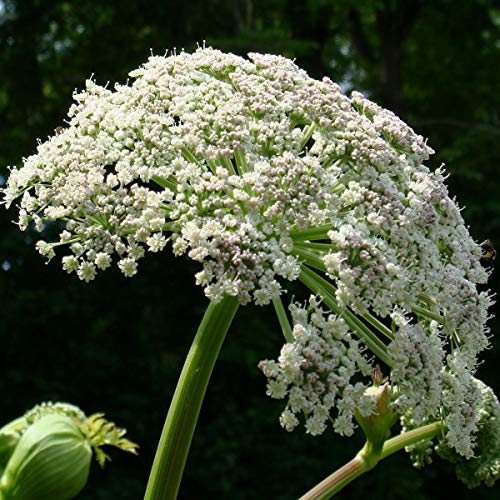 60 Semi di Angelica, erba dello Spirito Santo (Angelica archangelica)
