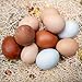 Chicken Nesting Pads with Aromatic Nest Herbs | Natural Excelsior Aspen Fiber Poultry Bedding | 13 x 13 Inches | Pack of 10