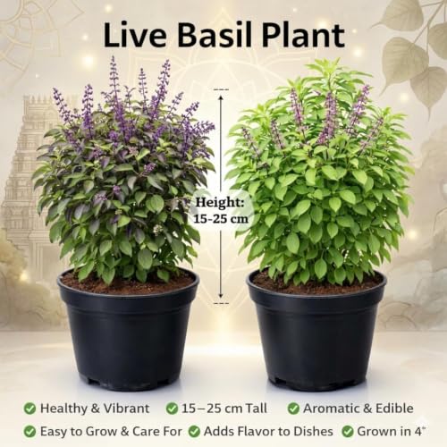 Image of Rama & Shyama Tulsi Live Plant Combo (Pack of 2) - Ayurvedic Holy Basil Plants with Pots | Small Size for Home Garden, Indoor Outdoor & Pooja Use