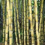150 piezas semillas de caña de azúcar - resistentes al invierno para balcones, exóticas verdes Comprar interior fresca,