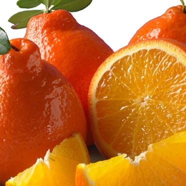 Honeybell Oranges (Tangelos) 1/2 Bushel