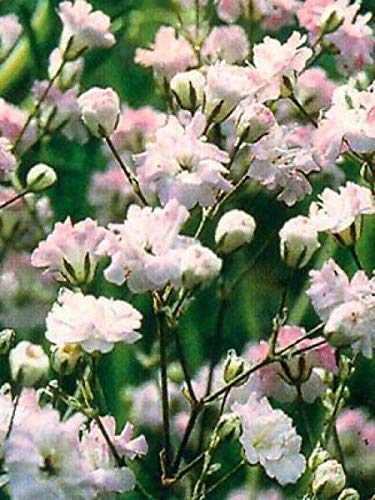 Golden Hills Farm® (AVG 500-1000) seeds Gypsophila Gypsy Pink Flower Seeds