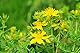 Echte Johanniskraut Tee (Hypericum Perforatum) / St. John’s Wort Tea - Health Embassy - 100% Natural (100g)
