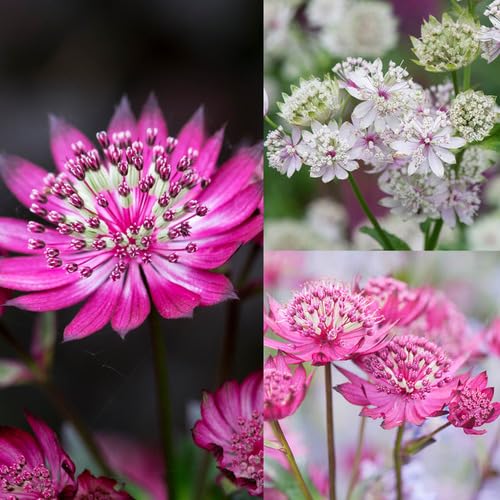 100pcs Mixed Astrantia Flower Seeds