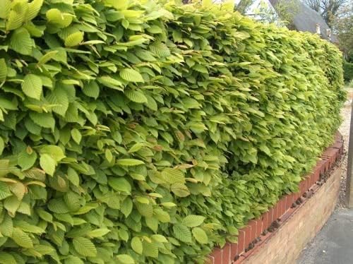 Hornbeam Hedging Plant semi-Evergreen Bare Root Hedge Plant Tree Saplings Grade A Carpinus Betulus (35, 2-3ft (60-90cm))