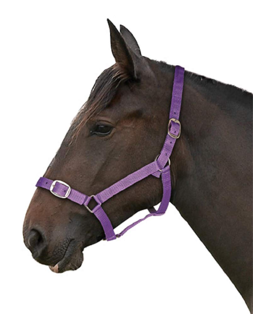 Gallop Basic Nylon Headcollar and Lead Rope Set, Cob Size, Purple