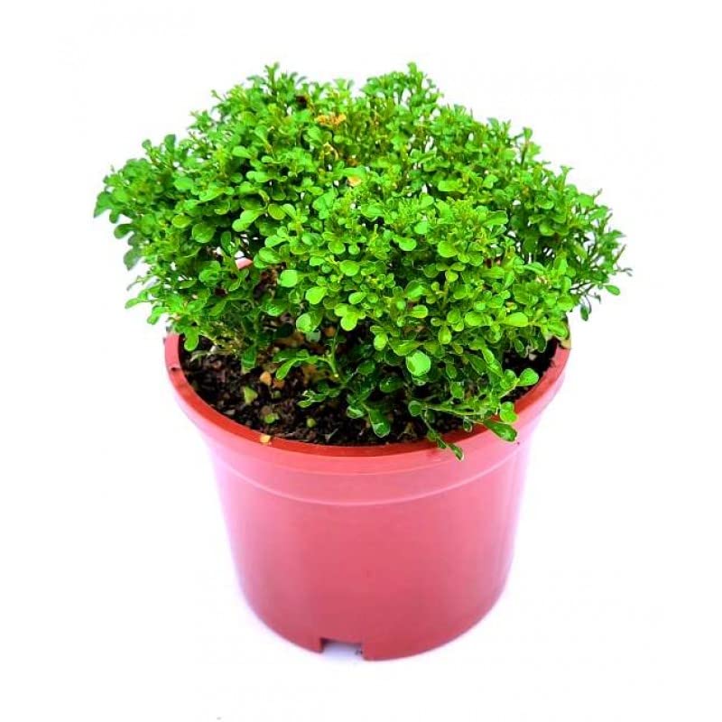 Mphmi Nursery Delhi NCR Kamini Dwarf -Murraya Paniculata Peppyflora (B0B5LZWPQT) Amazon Price History, Amazon Price Tracker