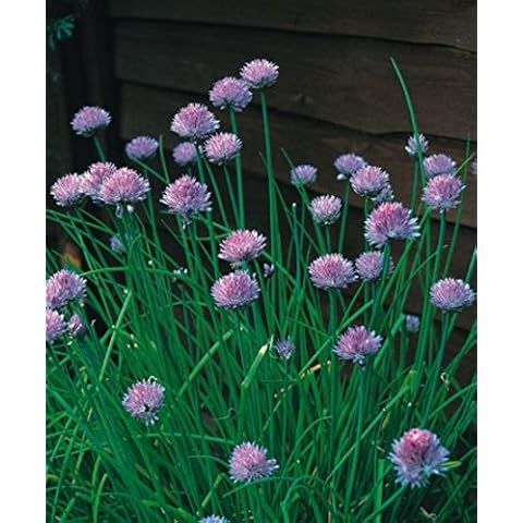 JustSeed Organic Chives Herb Seeds Economy Pack Cover