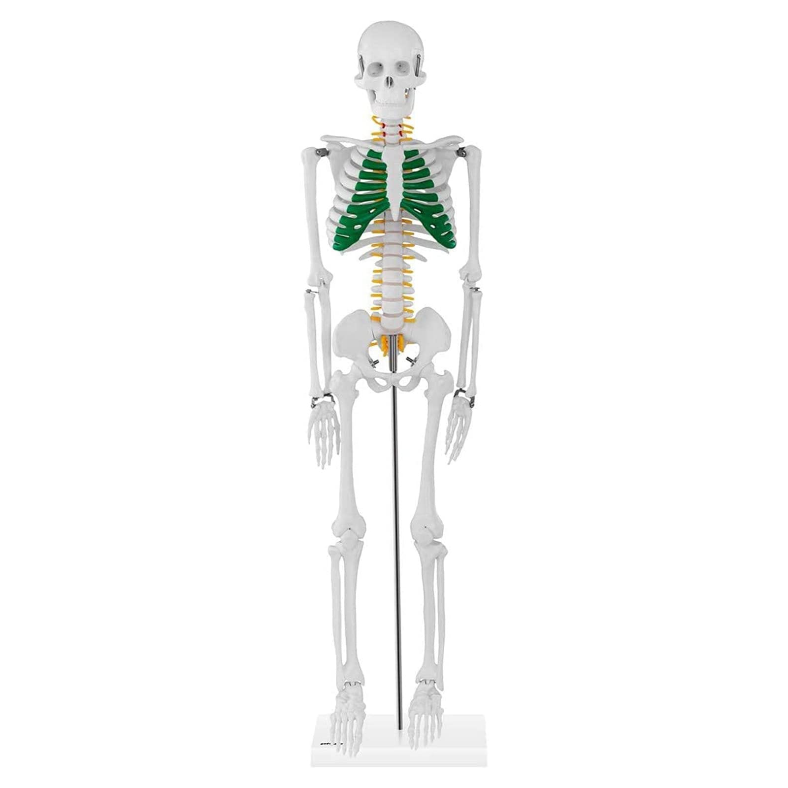 Model szkieletu człowieka, mini reprodukcja anatomii elementarnej 85 cm Model anatomiczny szkieletu człowieka do nauczania medycznego (PVC, z prętem nośnym, chrząstka w kolorze zielonym)