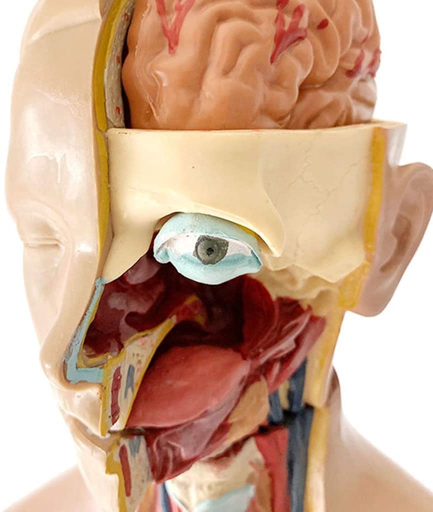 55 cm Anatomisches Modell Torso Menschlicher Körper Unisex 4D-Modell Brust Zwerchfell Herz PVC Lernspielzeug