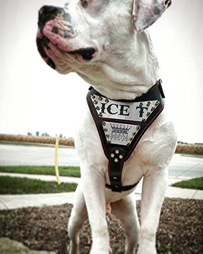 Bestia Metal Genuine Leather Personalized Dog Harness, Large Breeds ONLY, Cane Corso, Rottweiler, Boxer, Presa, Bullmastiff, Dogo, 100% Leather, Soft Padded.