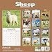 Sheep Calendar 2026 | 12 Month Wall Calendar | Avonside Publishing | Plastic Free Packaging