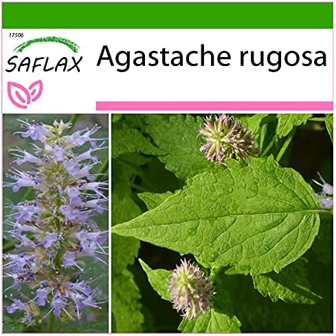 SAFLAX - Menta coreana - 1200 semillas - Con sustrato estéril par...