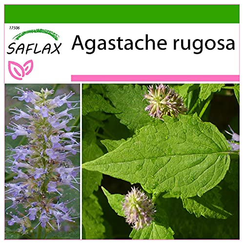 SAFLAX - Menta coreana - 1200 semillas - Con sustrato estéril para cultivo - Agastache rugosa