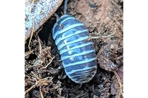 Premium Zebra Isopods: Fancy Clean-Up Crew for a Pristine Terrarium