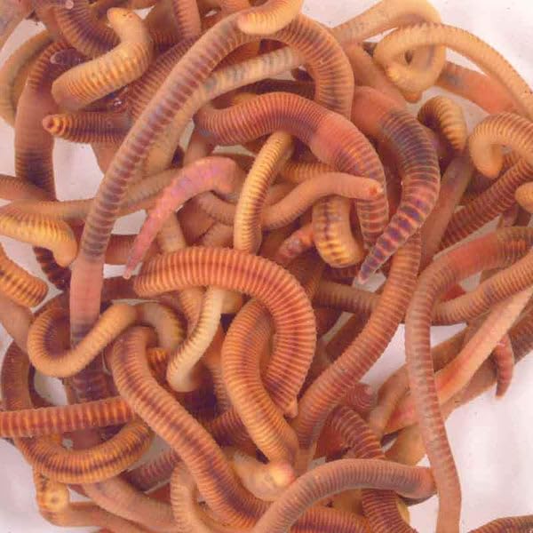 Wiggly Wigglers Composting Worms Vermicomposting Red Wiggler Compost Earth Worm For Garden & Farm Composter | Tiger Worms (250g)