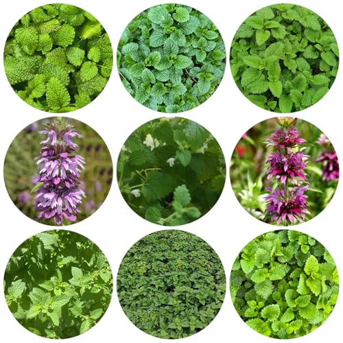 semi di melissa - resistenti biologici da giardino balcone decorazione perenni esterno 600pcs