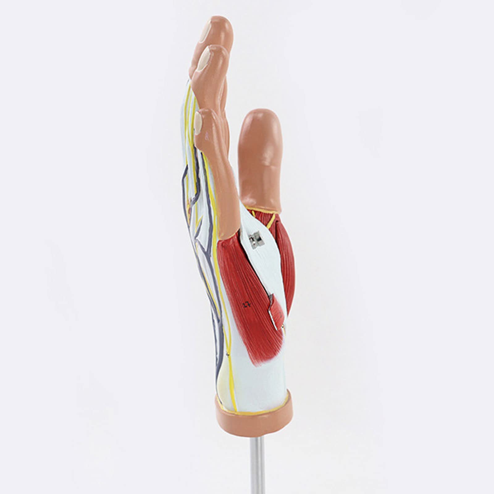 Naukowa anatomia 3D, Anatomiczny model mięśnia dłoni, Model dłoni i sieci neuronowej, Materiały dydaktyczne medyczne