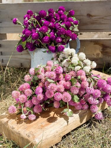 Image of Gomphrena Flower Seeds (Globe Amaranth) - Vibrant, Long-Lasting Blooms, Easy to Grow Annual Garden Seeds (Pack of 50+ Seed)