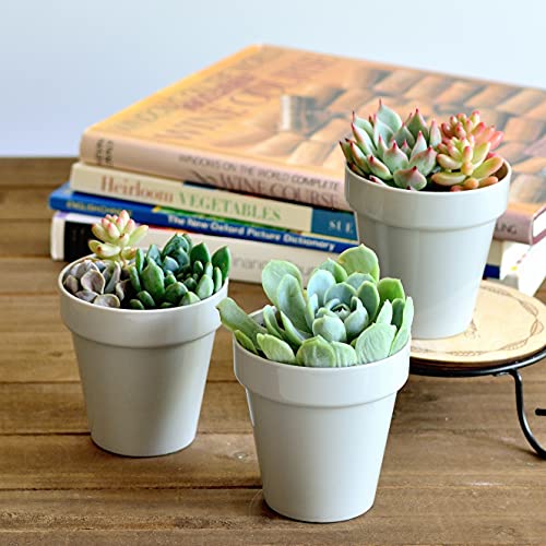 Youngever 24 Pack 5CM Mini Plastic Planters, Indoor Flower Plant Pots, Grey Gardening Pot with Drainage - NO Plant Included (Classic) - Image 4