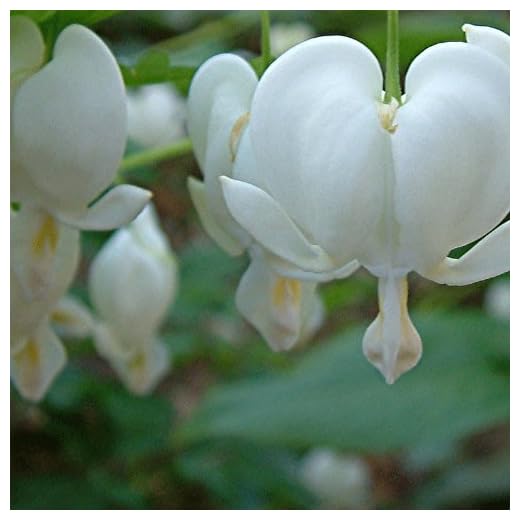 Dicentra spectabilis 'Alba' 13cm Pot Size