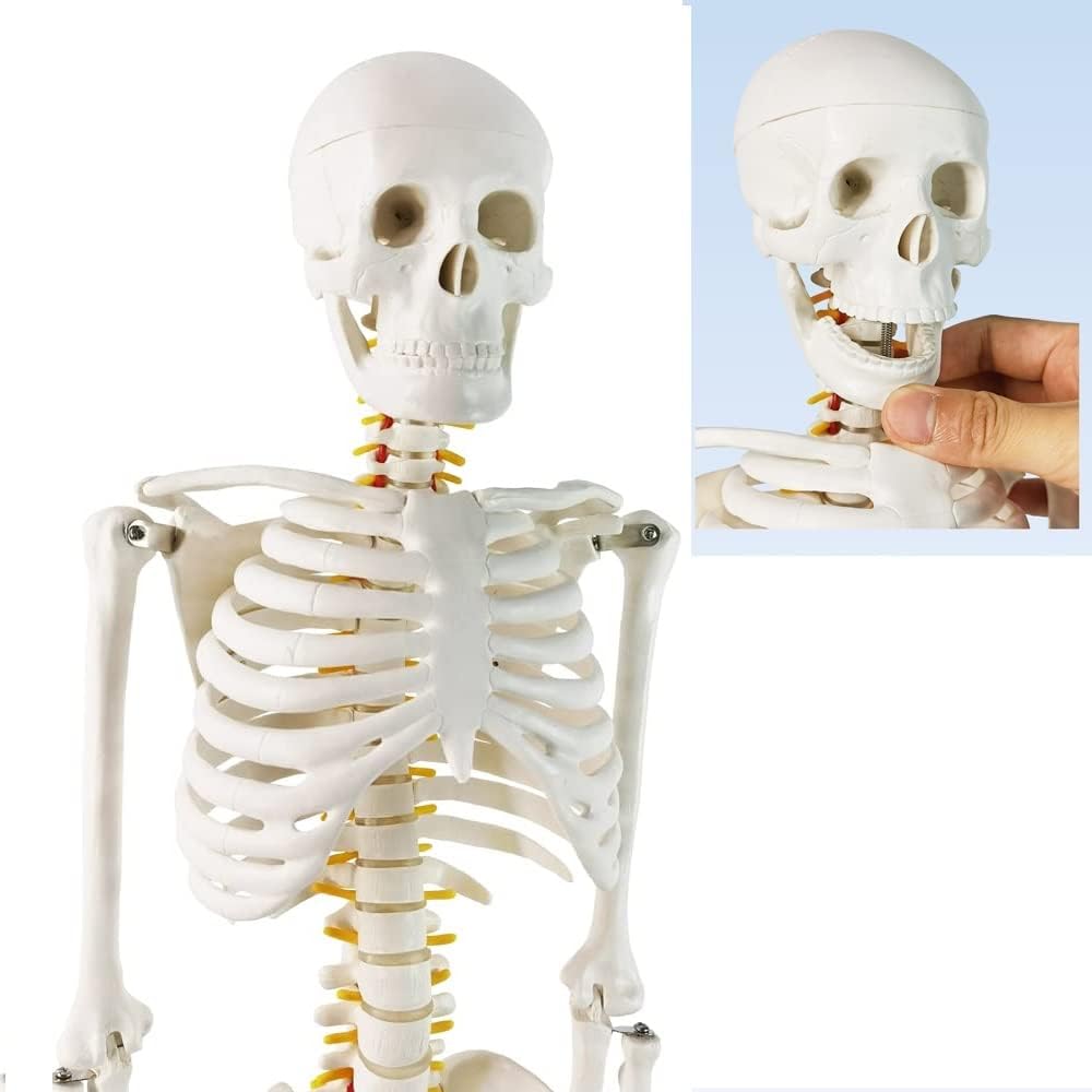 Mini model szkieletu ludzkiego 1/2 naturalnej wielkości do anatomii 85 cm z układem nerwowym, zdejmowanymi ramionami i nogami, 1 zestaw