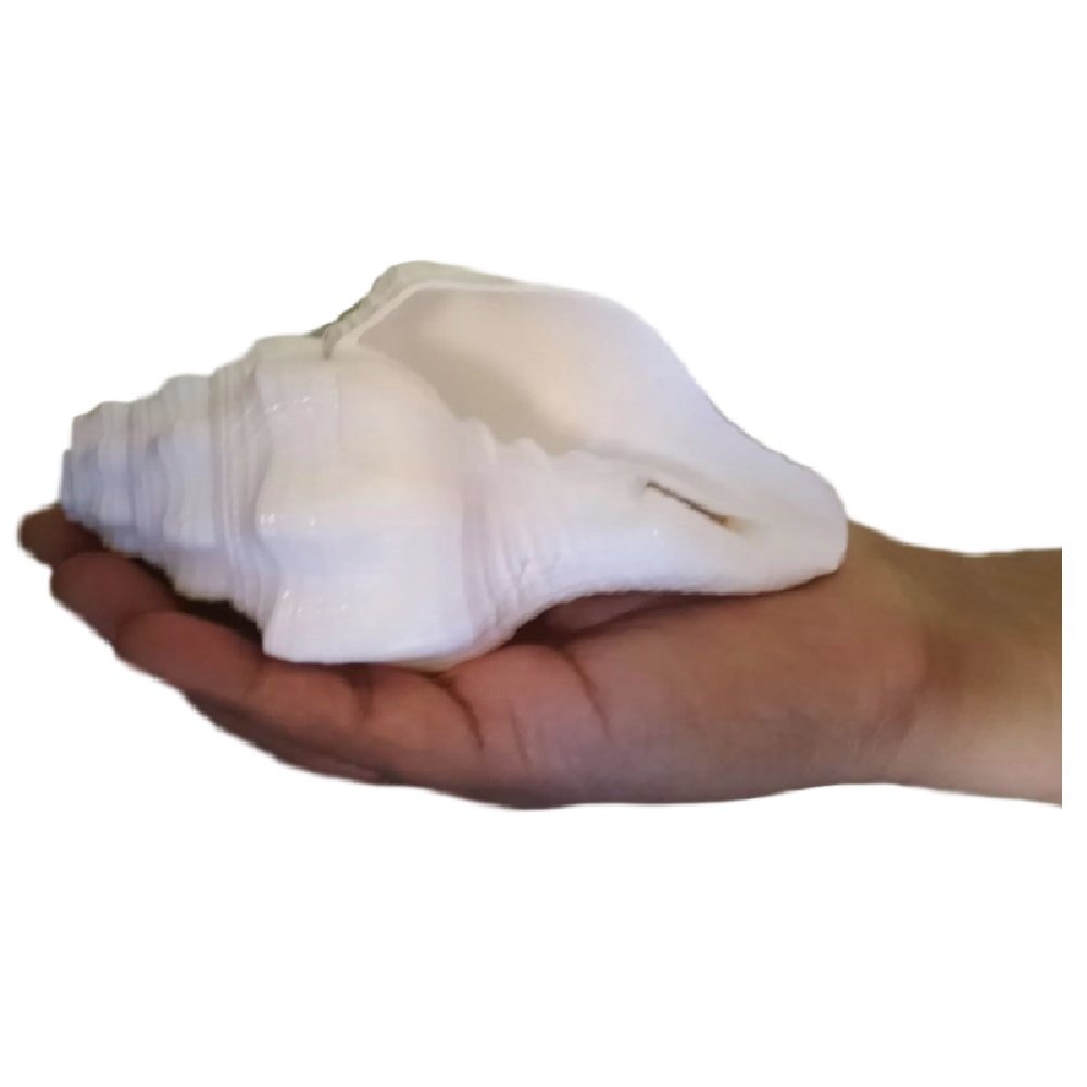 Unique White Duttatreya Vamavarti Shankh