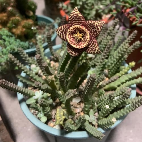 Generic Stapelia Samen Orbea pulchella 25Stk.