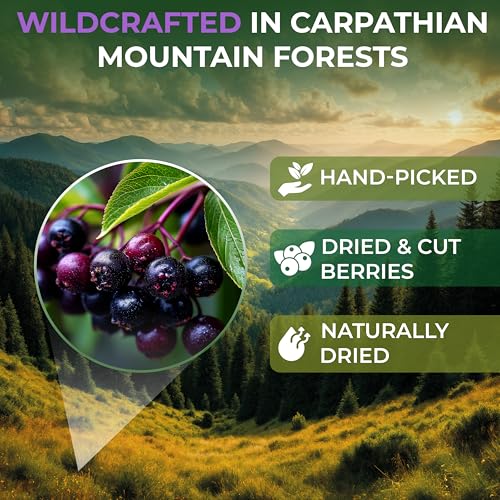 Image of 50 Bags Elderberry Fruit Herbal Tea (Sambucus) - 50 Tea Bags 1.5g Elderberry Berry Tea Sauco