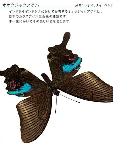 Amazon.co.jp: 蝶の標本 オオクジャクアゲハ P.arcturus アゲハチョウ