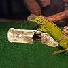 Baoblaze Reptile Rock Hide Cave Tortoise Hideout Aquarium Habitat Decor Landscape Ornament for Turtles Amphibians Frogs Small Animals