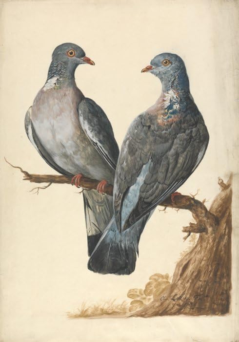 Affiche toile deux pigeons ramiers par Charles Collins reproduction art portrait mural 60x90cm