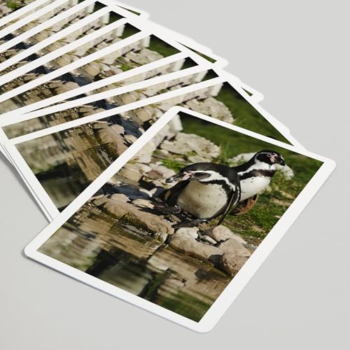 Baraja de Póker Humboldt Penguins, 52 cartas para adultos miniatura 5