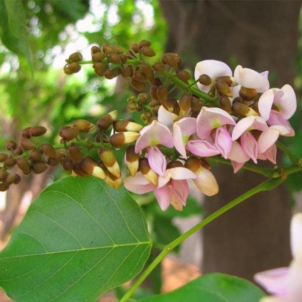 RUKDA Pongamia Pinnata/Karanj/Indian Beech/Pongam Oiltree Tree Seeds - Pack of 6 Seeds (B09YRJQH25) Amazon Price History, Amazon Price Tracker