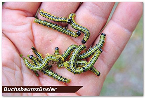 Substral Naturen Bio Zünsler-und Raupenfrei XenTari, 8x2,5g, biologisches Spritzpulver gegen Buchsbaumzünsler und Schadraupen, Blau