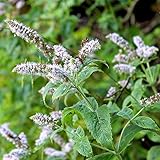Outsidepride Peppermint Seeds for Planting - 2000 Pcs Perennial Compact Growth, Easy to Grow Herb Seeds w/Aromatic Foliage for Culinary Uses, Herbal Remedies & Wellness, Ideal for Container Gardening