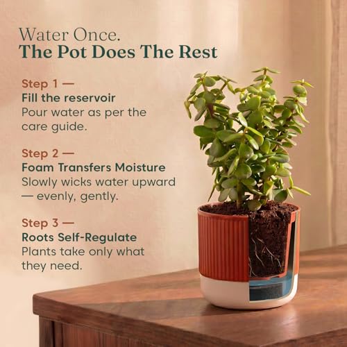 Image of Kyari Peace Lily Live Plant with Green Self Watering Pot 4 Inch - Peace Lily Indoor Live Plant with Pot for Home, Living Room, Bedroom, Office - Flowering Air Purifying Indoor Plant