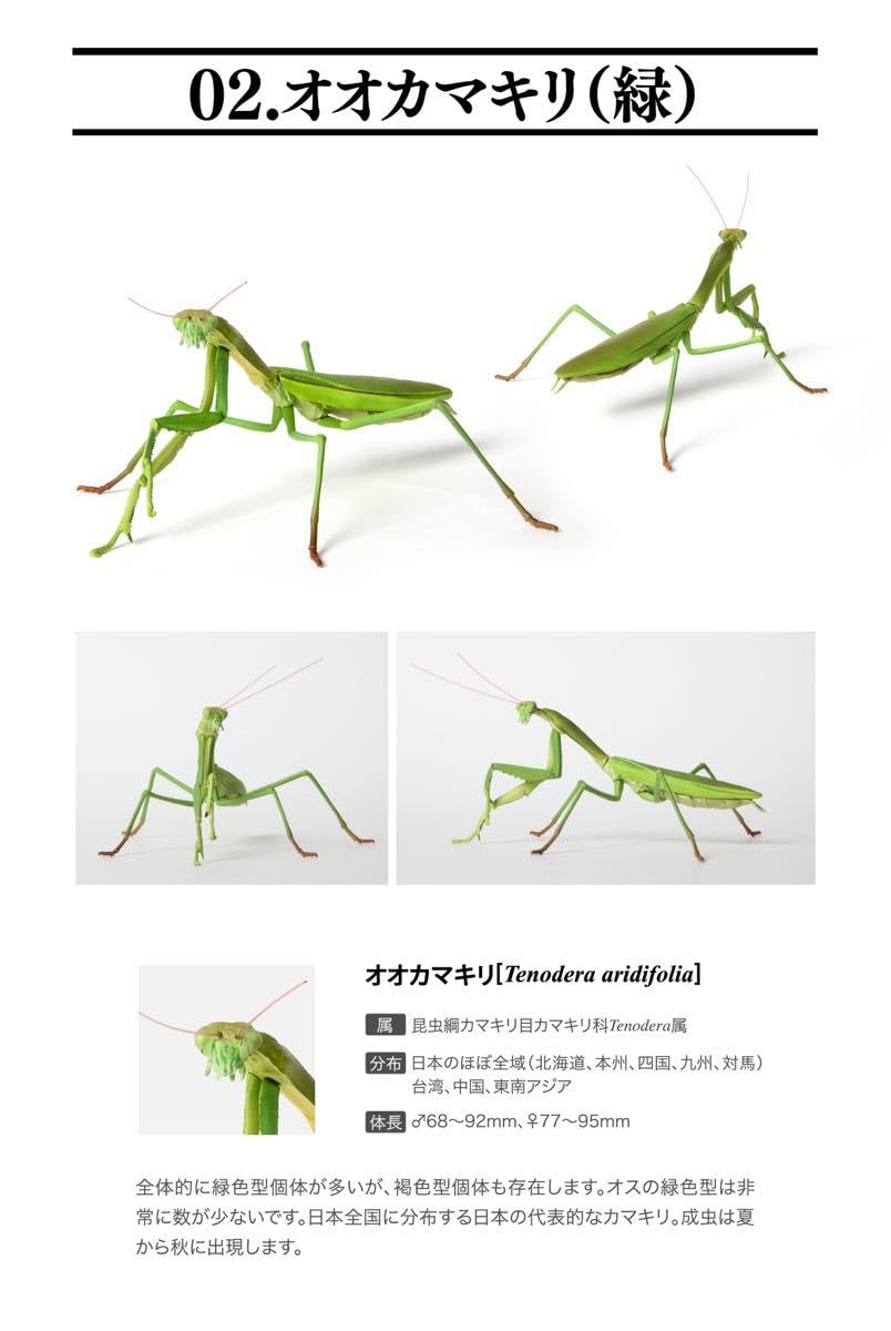 Amazon.co.jp: いきもの大図鑑ミニコレクション オオカマキリ 緑 昆虫