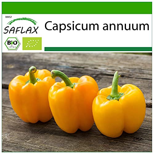 SAFLAX - BIO - Poivron - California wonder - Jaune - 20 graines - Avec substrat de culture aseptique - Capsicum annuum