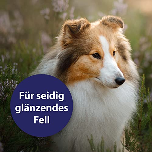 Nie wieder Knoten: Mit dem Canosept Fellpflegespray lässt sich struppiges & sprödes Hundehaar einfach & leicht durchkämmen - es löst Verfilzungen und sorgt für glänzendes seidiges Haar