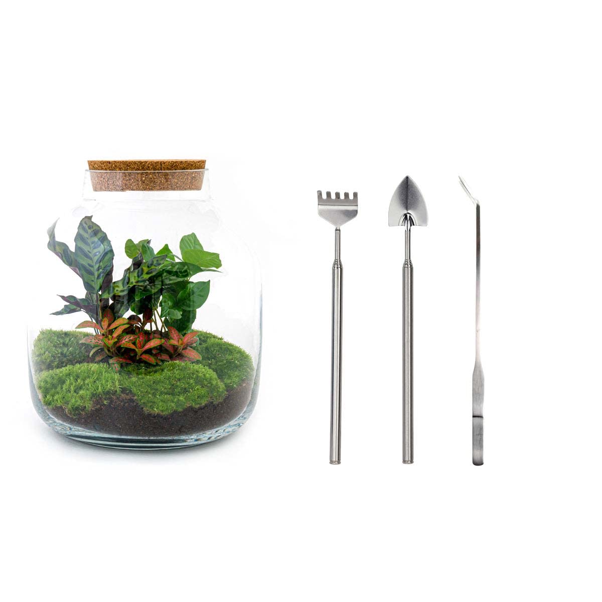 Rośliny terrarium • Botanic Sven XL • Roślina ekosystemowa • ↑ 43 cm - DIY - kompletny zestaw do terrarium - urbanjngl | Terrarium + grabie + łopata + pęseta