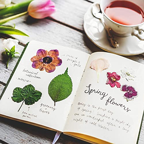 Image of Dried Pressed Real Flowers Colorful Natural Dried Flowers Daisies for Candles Handmade Art & Crafts Epoxy DIY Resin Pendant Jewellery Gifts Accessories Nail Art - Pack of 40 Flowers