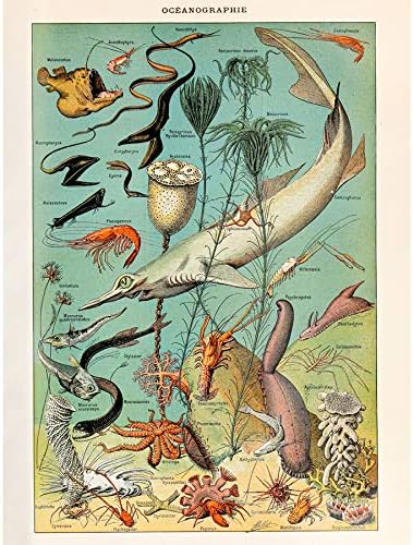 Millot Encyclopedia Page Butterflies Moths Unframed Wall Art Print Poster Home Decor Premium