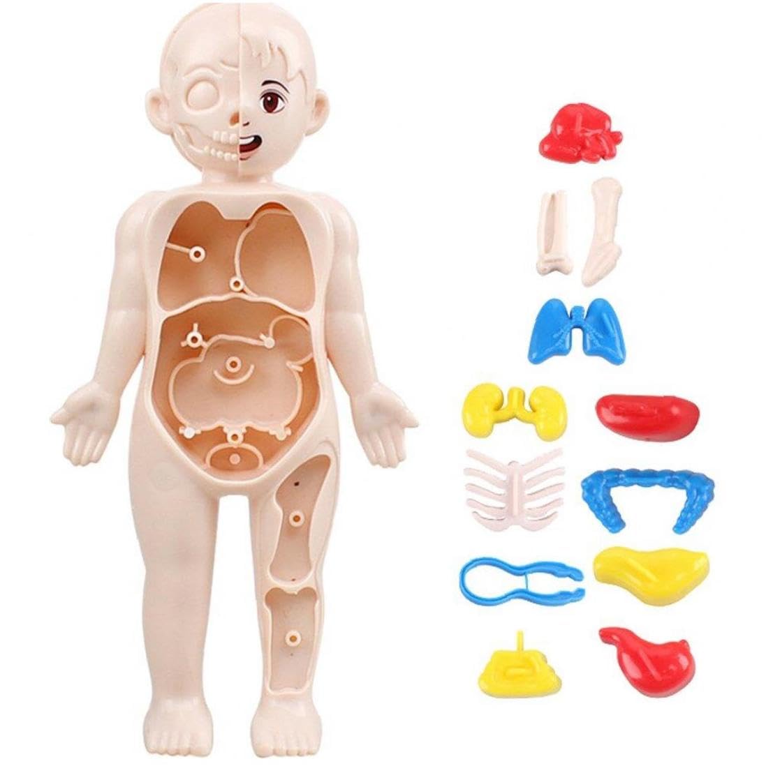 Understanding the Human Being モンテッソーリ 子育 81CQhtbu8rL._UF350,350_QL50_.jpg