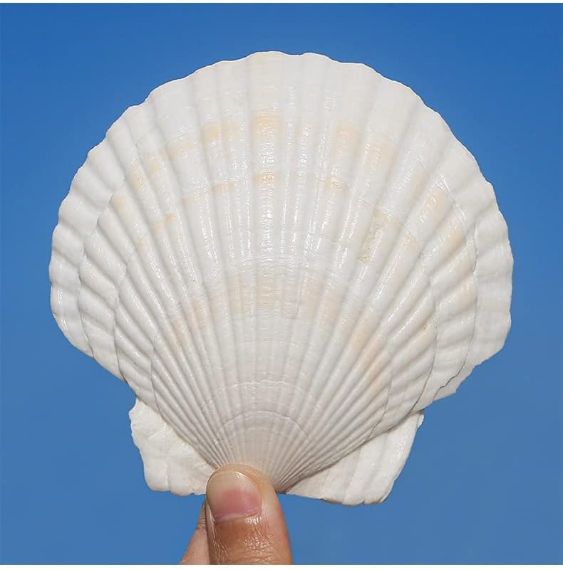 QEQEKAKA QICQDRAM 6PCS Large Scallop Shells Crafts 4''-5'' Large Shells Decoration, for Baking Shells, Crafts DIY Painting Beaching Wedding Decoration, Beach Natural Scallop Shells Bulk