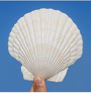 QEQEKAKA 6PCS Large Scallop Shells for Crafts 4-5 White Sea Shells for Baking Shells, Crafts DIY Painting Beaching Wedding Decoration, Beach Natural Scallop Shells Bulk
