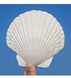 QEQEKAKA 6PCS Large Scallop Shells for Crafts | 4''-5'' White Large Sea Shells for Baking & Painting Crafts DIY Beaching Wedding Decoration Natural White Seashells